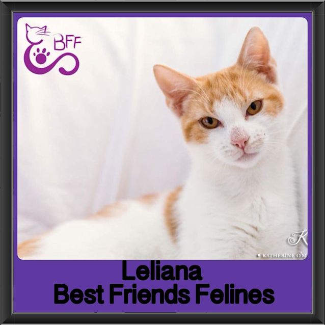 Photo of Leliana 
