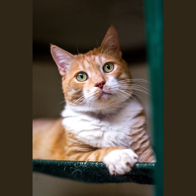 Photo of Paws