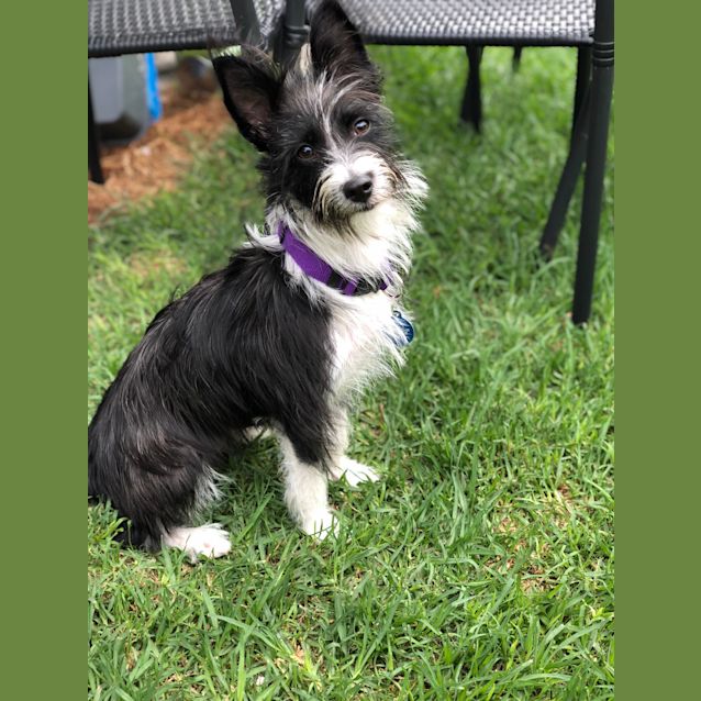 Photo of Lavender