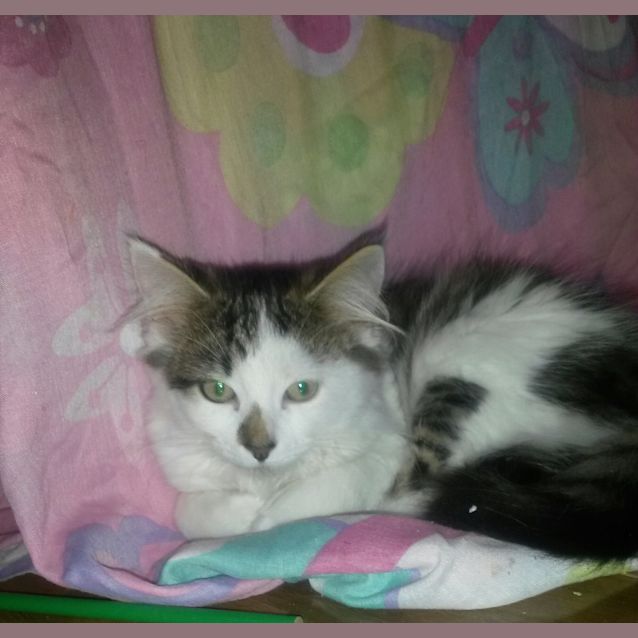 Photo of Marley