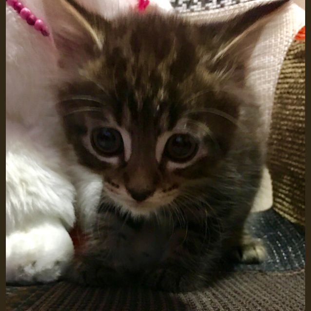 Photo of Dancer **2nd Chance Cat Rescue**