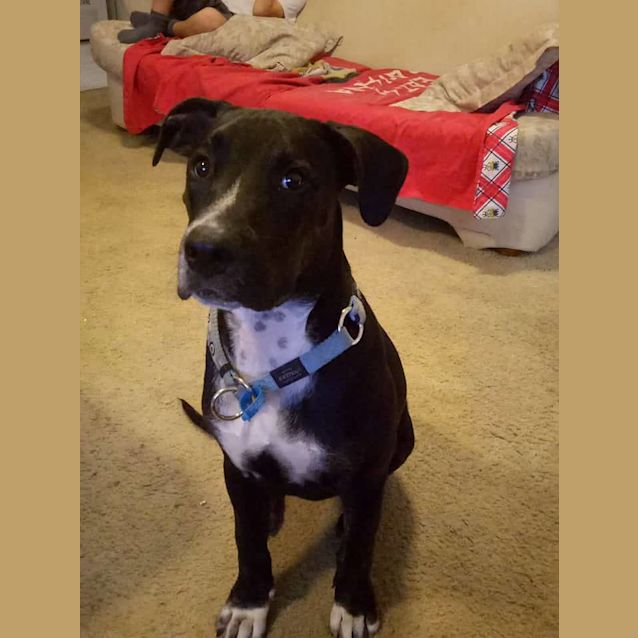 Photo of Chevy 