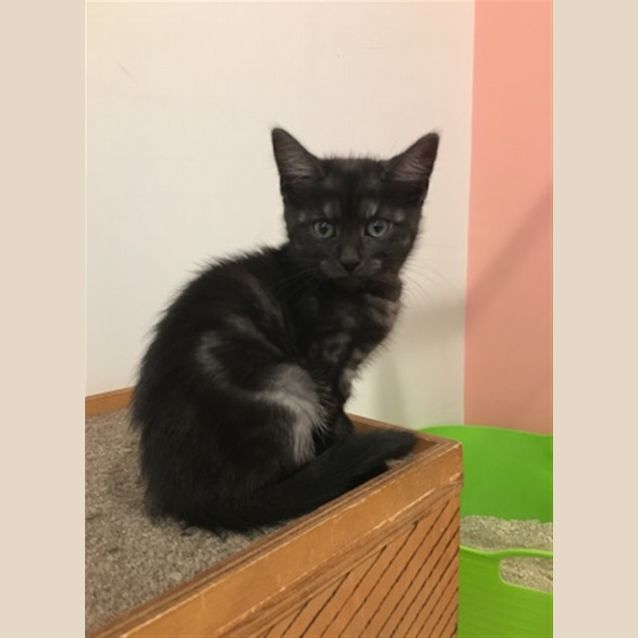 Photo of Barbara(now Khaleesi)