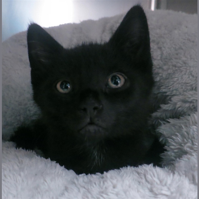 Photo of Chimney