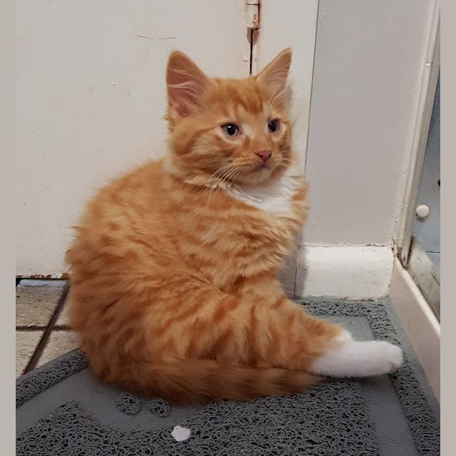 Photo of Big Boy Baloo