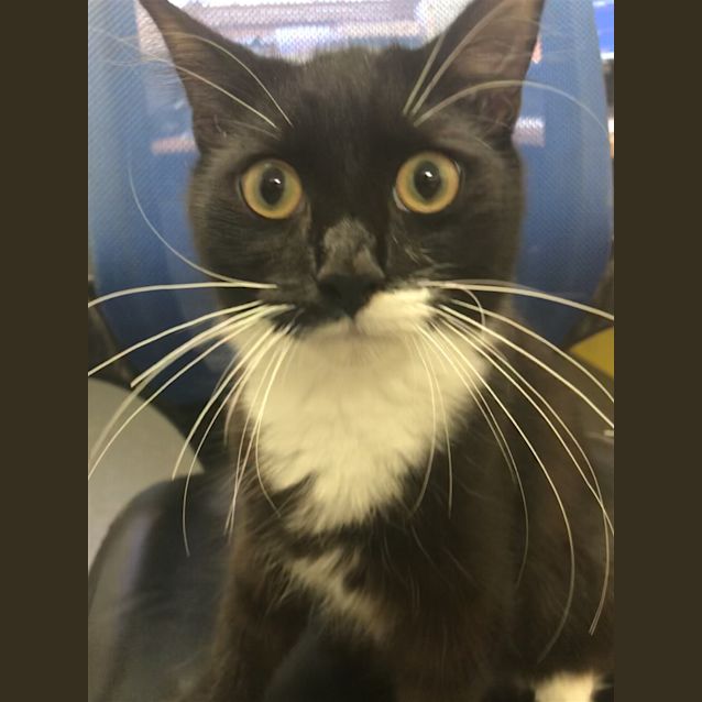 Photo of Romeo