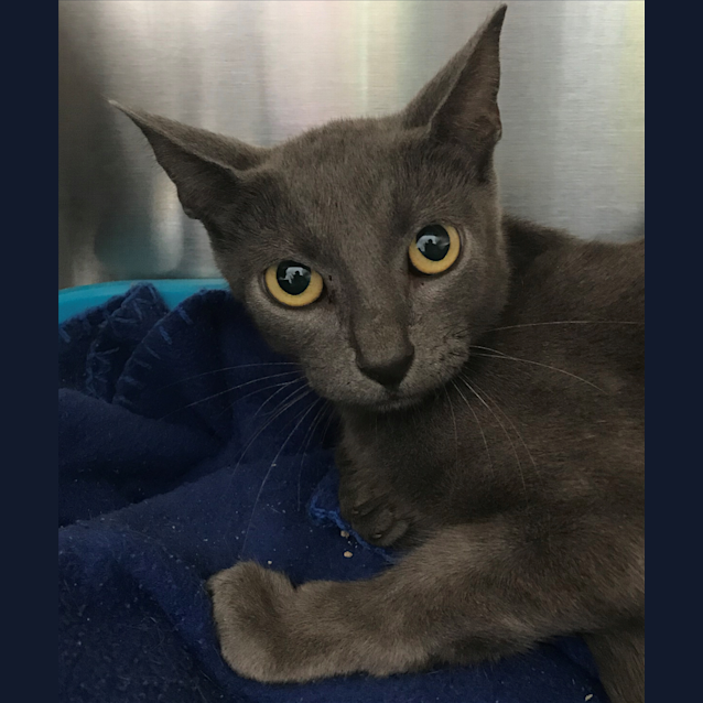 Photo of Calypso