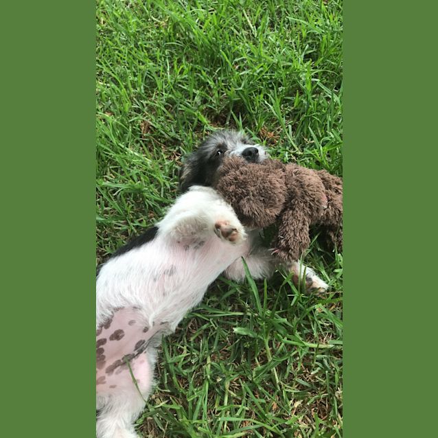Photo of Dolly