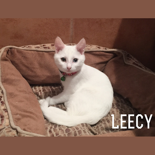 Photo of Leecy
