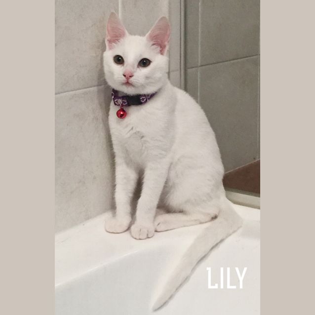 Photo of Lily