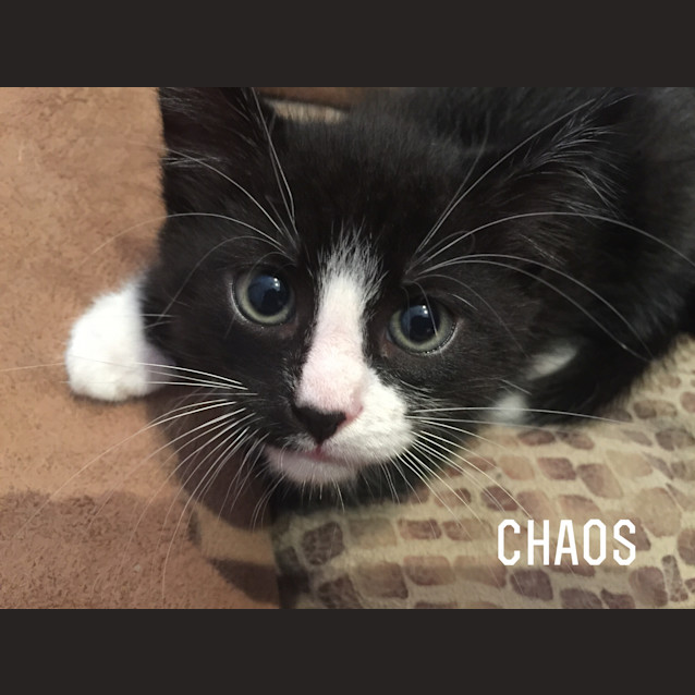 Photo of Chaos 