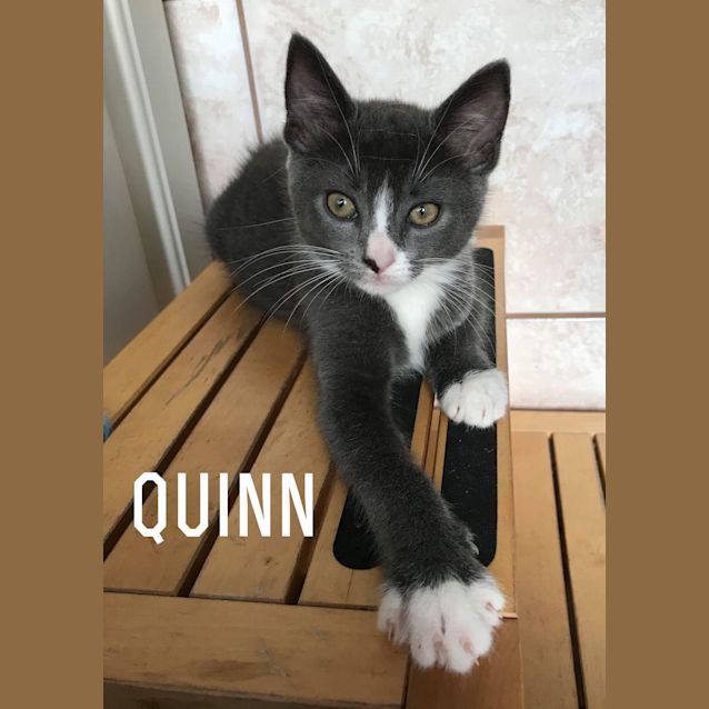 Photo of Quinn