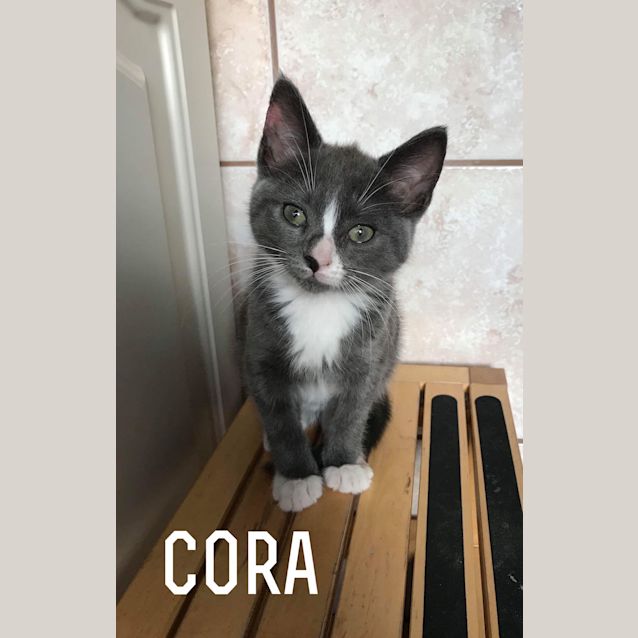 Photo of Cora