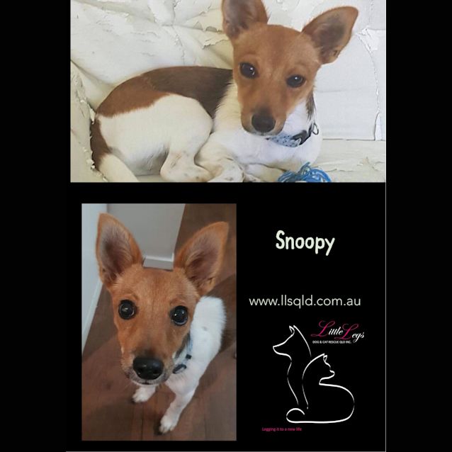 Photo of Snoopy