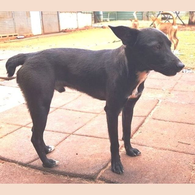 Photo of Blackie