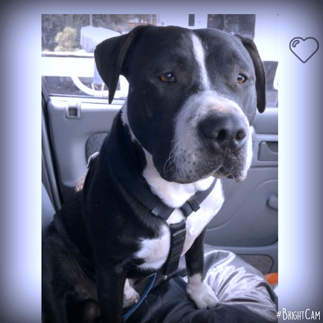 Photo of Chappo ** A Pure Breed American Staffy **