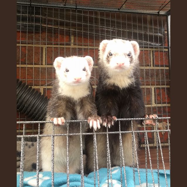 Photo of Harlequin And Marley