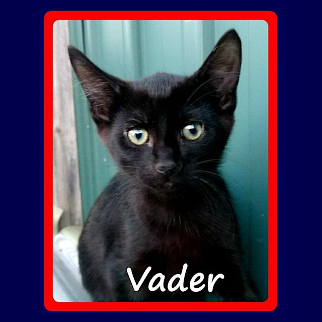 Photo of Vader