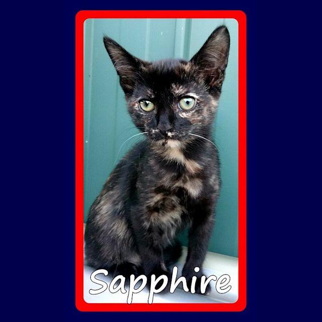 Photo of Sapphire