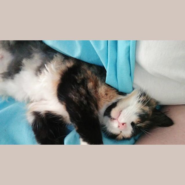 Photo of Melody 