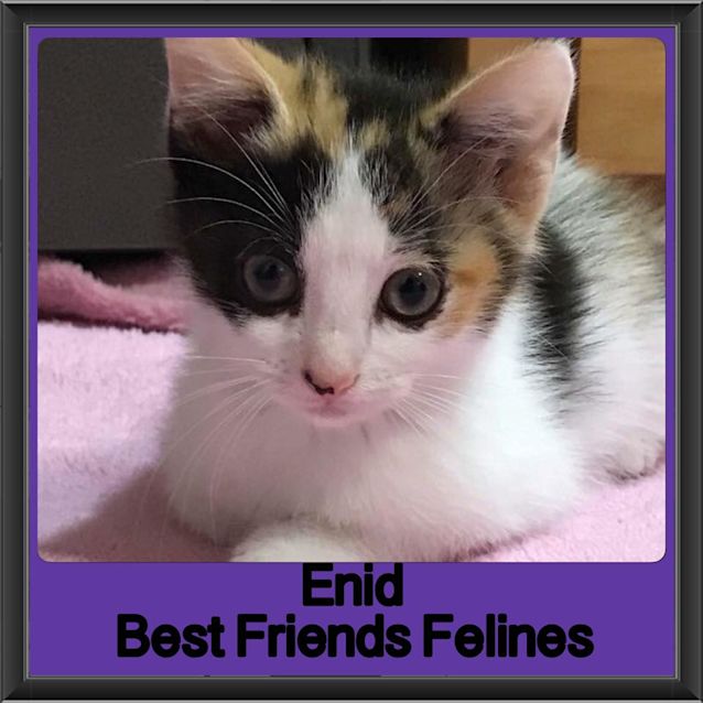 Photo of Enid