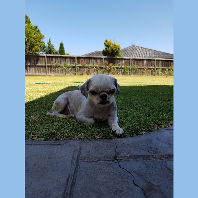 Photo of Daisy
