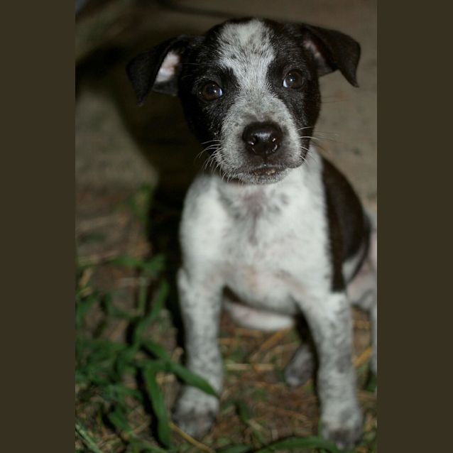 Photo of Banjo