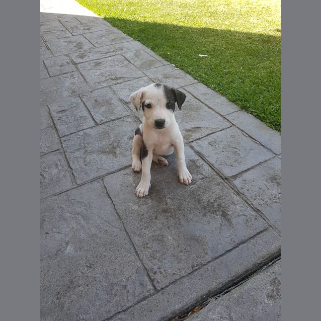 Photo of Bella