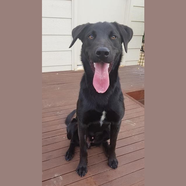 Photo of Diesel **On Trial**