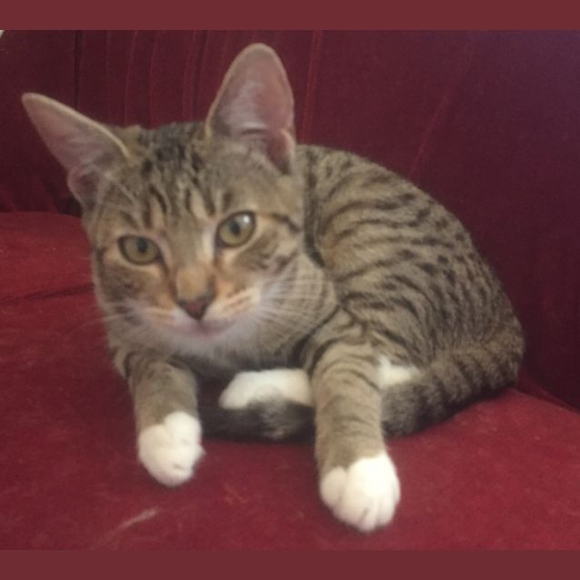 Photo of Rogue The Cheeky Bengal X