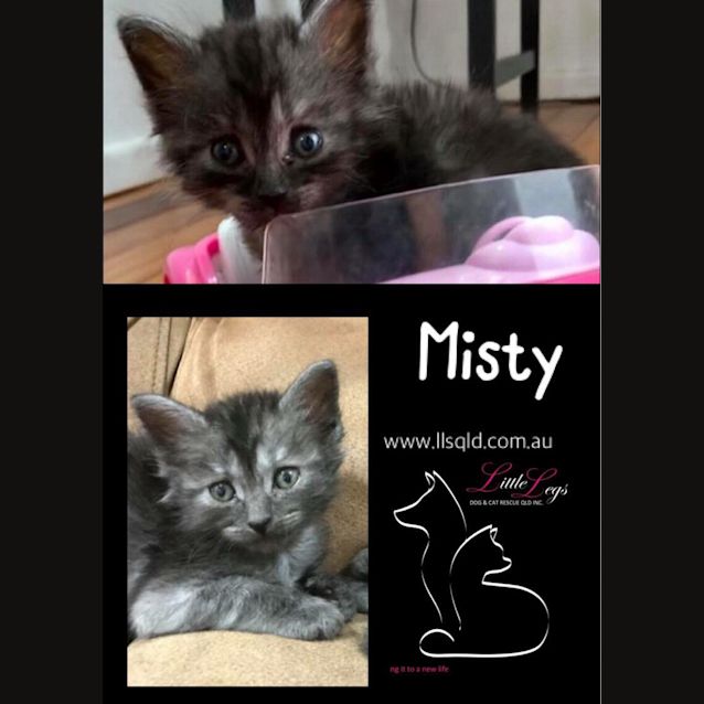 Photo of Misty