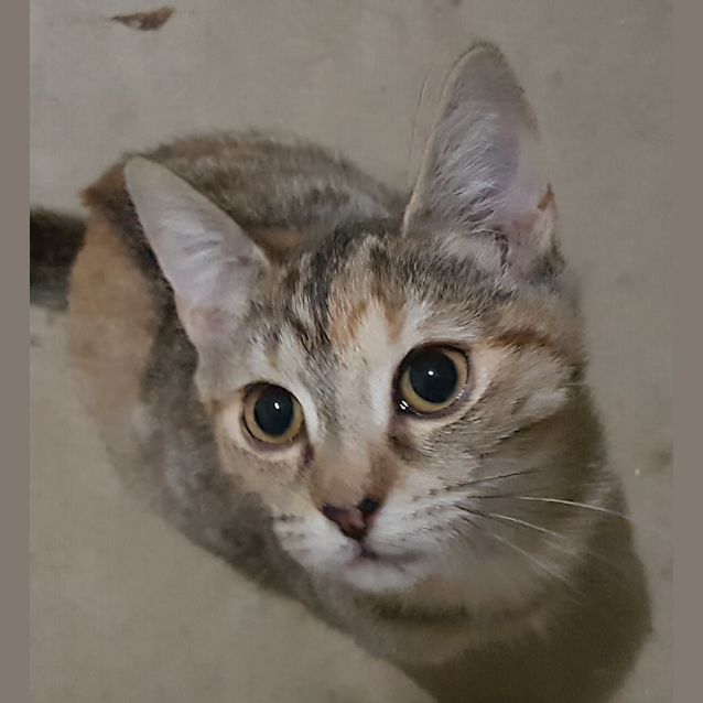 Photo of Tabitha "$80 Adoption Fee"