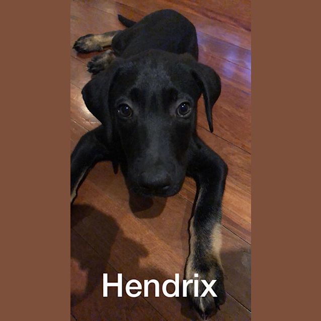 Photo of Hendrix