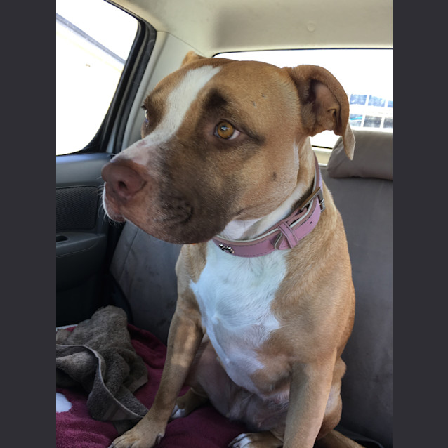 Photo of Brandy Dl1483