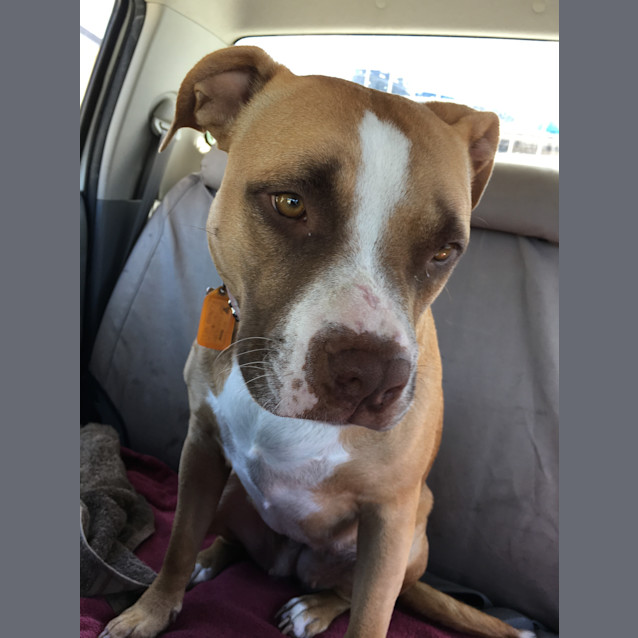 Photo of Brandy Dl1483
