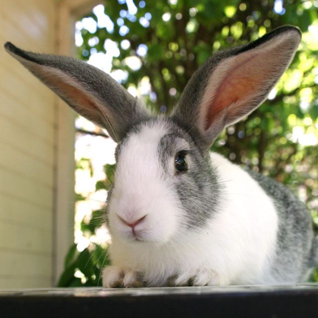 Photo of Bosley