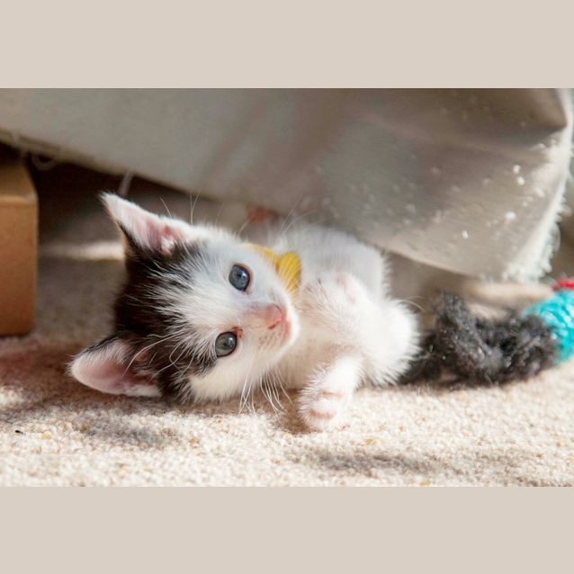 Photo of Happy *Adopt Me* 