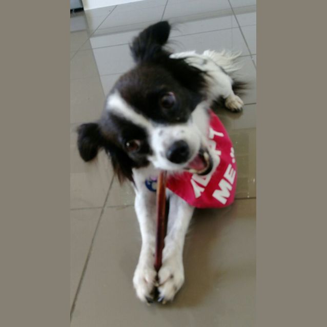 Photo of Smiley