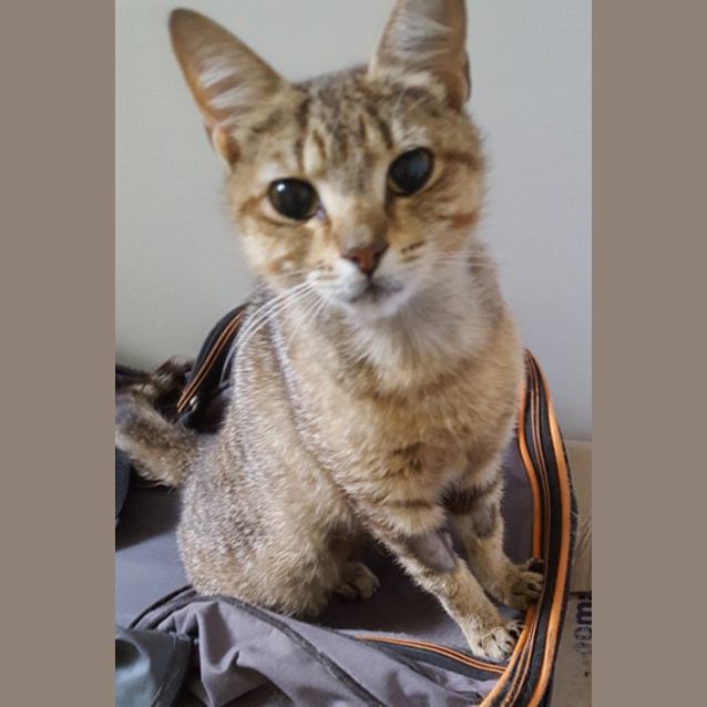 Photo of Minerva The Friendly Oriental Tabby Cat! 