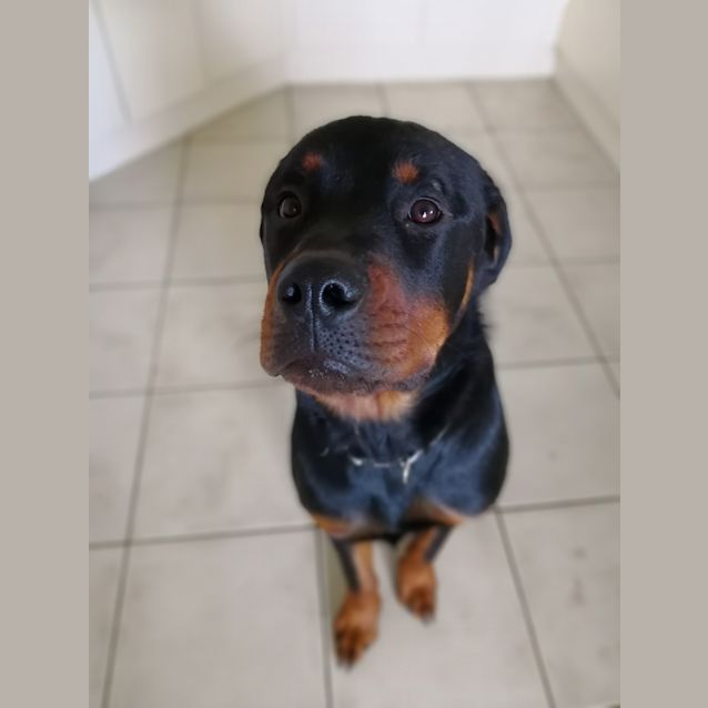 Photo of River ~ Rottweiler (On Trial 19/3/2018)