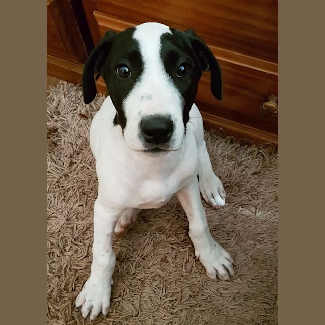 Photo of Sully(now Freddie)
