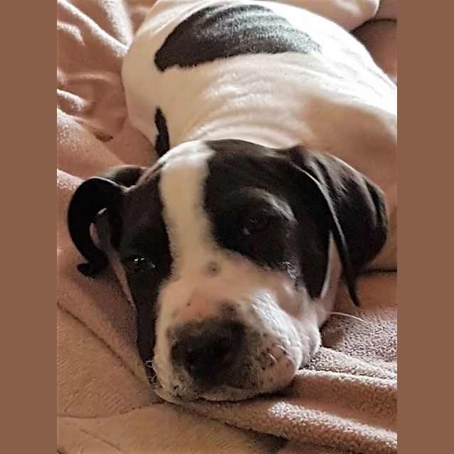 Photo of Dudley