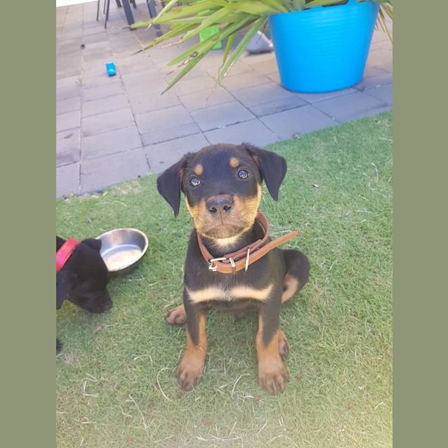 Photo of Puppy Opie  Dl1828