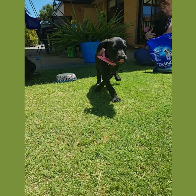 Photo of Puppy George Dl1827