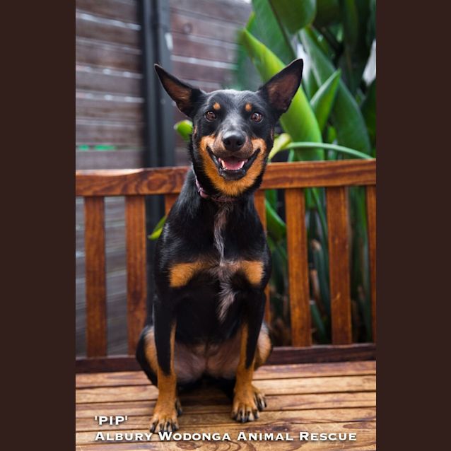 Photo of Pip