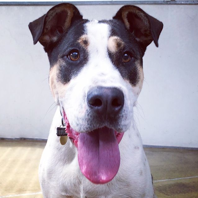 Photo of Diesel