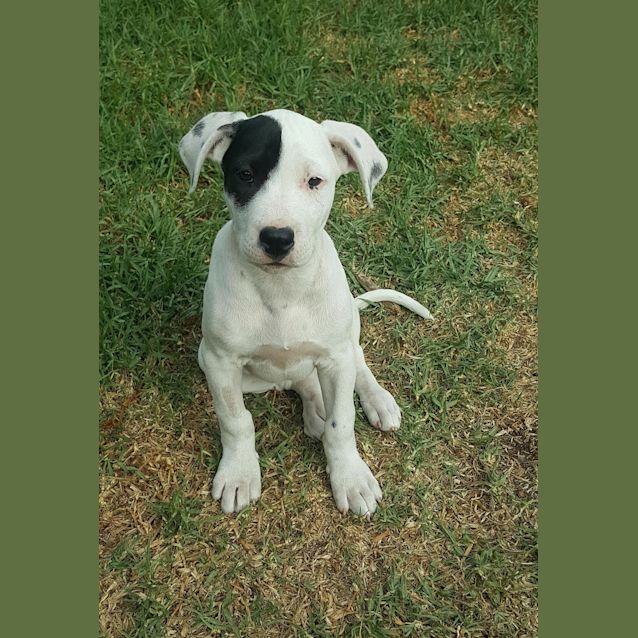 Photo of Pirate(now Lyra)