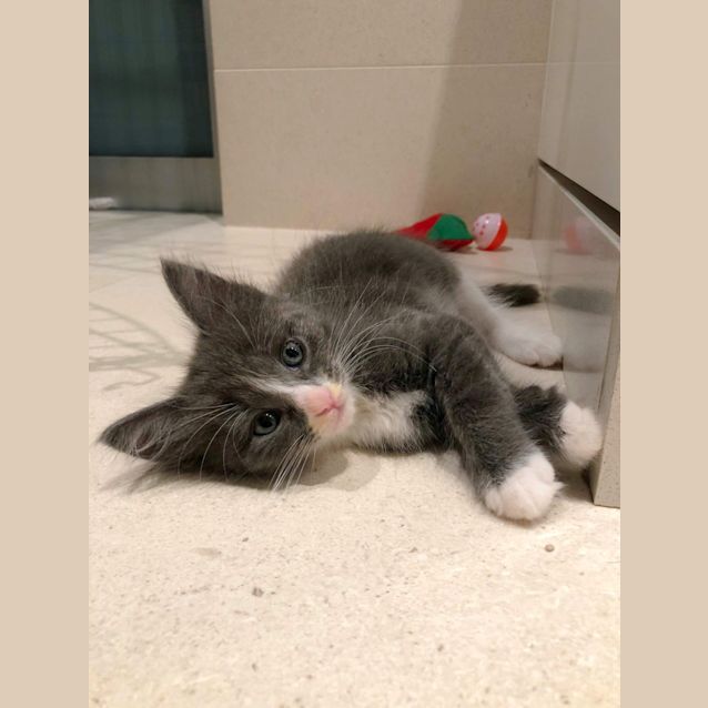 Photo of Lovely Lula 