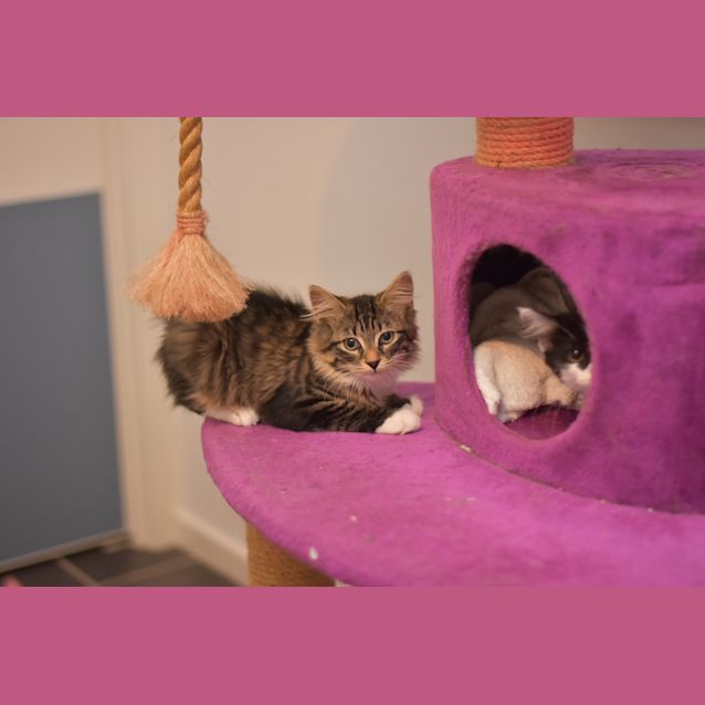 Photo of Cardamom  ***2nd Chance Cat Rescue***