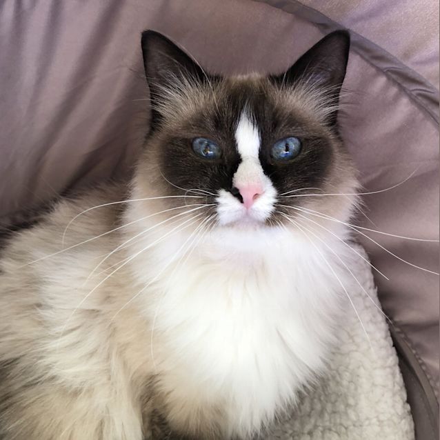 Photo of Pearl
